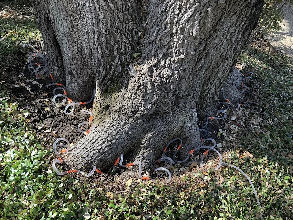 Detailed Tree Cabling and Bracing job site in Long Island City